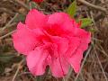 Autumn Rouge Azalea / Rhododendron 